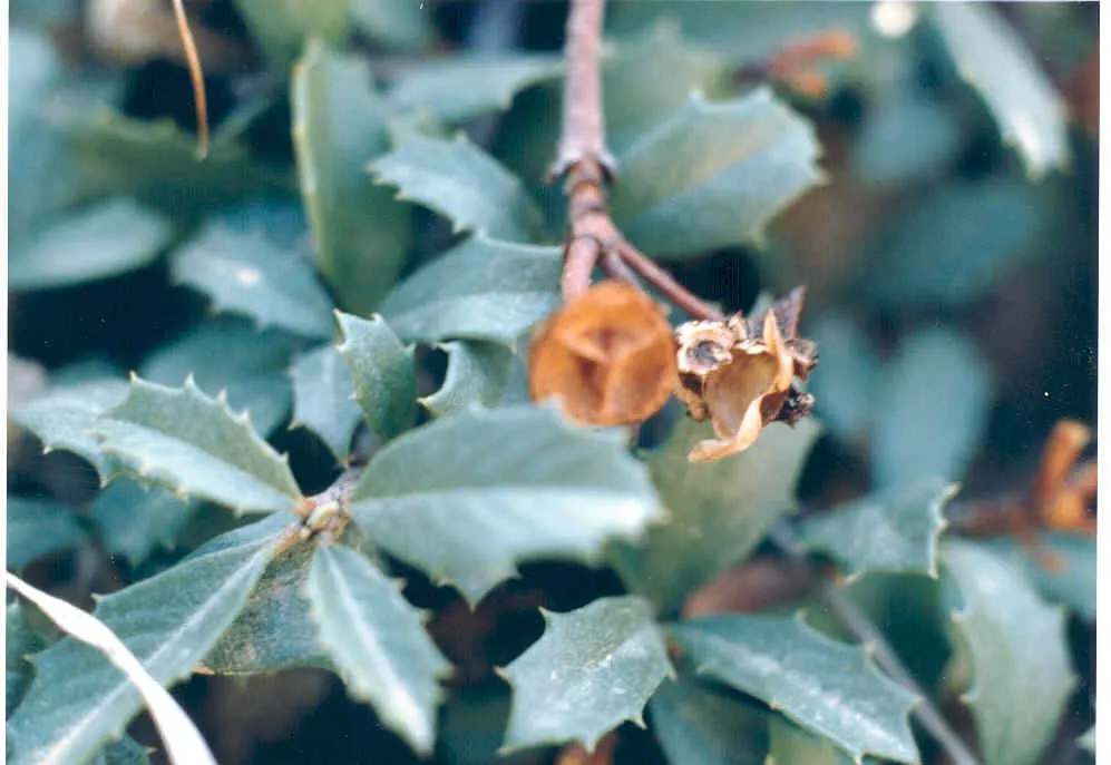 Deerbrush (Ceanothus Integerrimus) — This evergreen features glossy; the Deerbrush is a midsized specimen that promises to bring structure and vibrancy to the