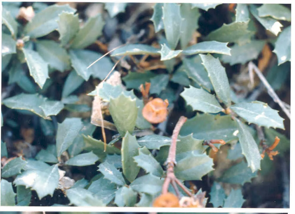 Deerbrush (Ceanothus Integerrimus) — Standing at a mature height of 3 to 10 feet with a similar spread; be mindful that in residential settings, image 58