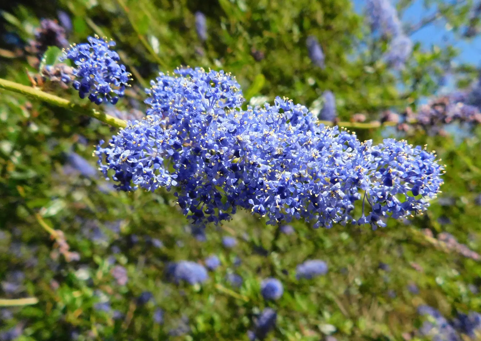 Deerbrush (Ceanothus Integerrimus) — Ceanothus integerrimus, commonly called Deerbrush, thrives in USDA zones 7-10, reaching 6-8 ft tall and wide, image 49