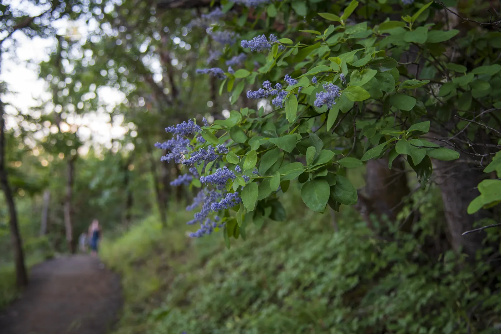 Deerbrush (Ceanothus Integerrimus) — white to pale blue flowers in spring; ceanothus integerrimus, commonly called Deerbrush, thrives in USDA zones, image 52