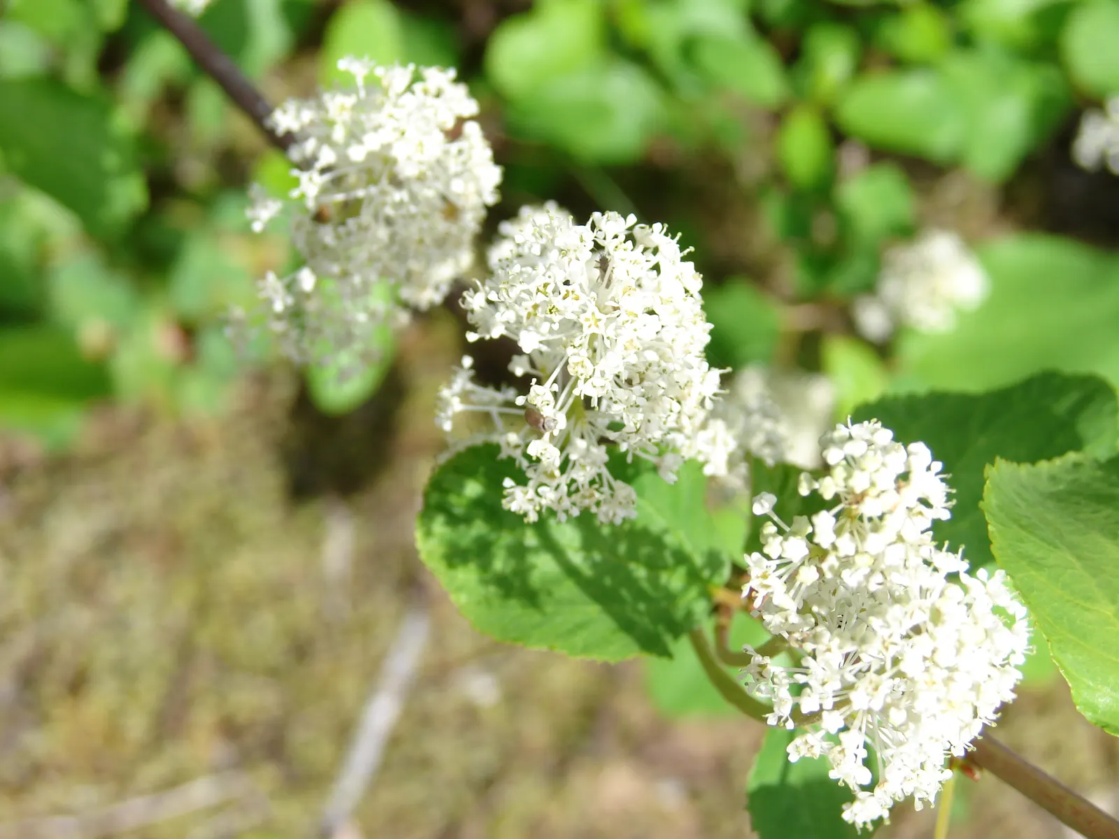 Deerbrush (Ceanothus Integerrimus) — Preferring full sun to partial shade, it's drought-tolerant once established; scientifically named Ceanothus integerrimus