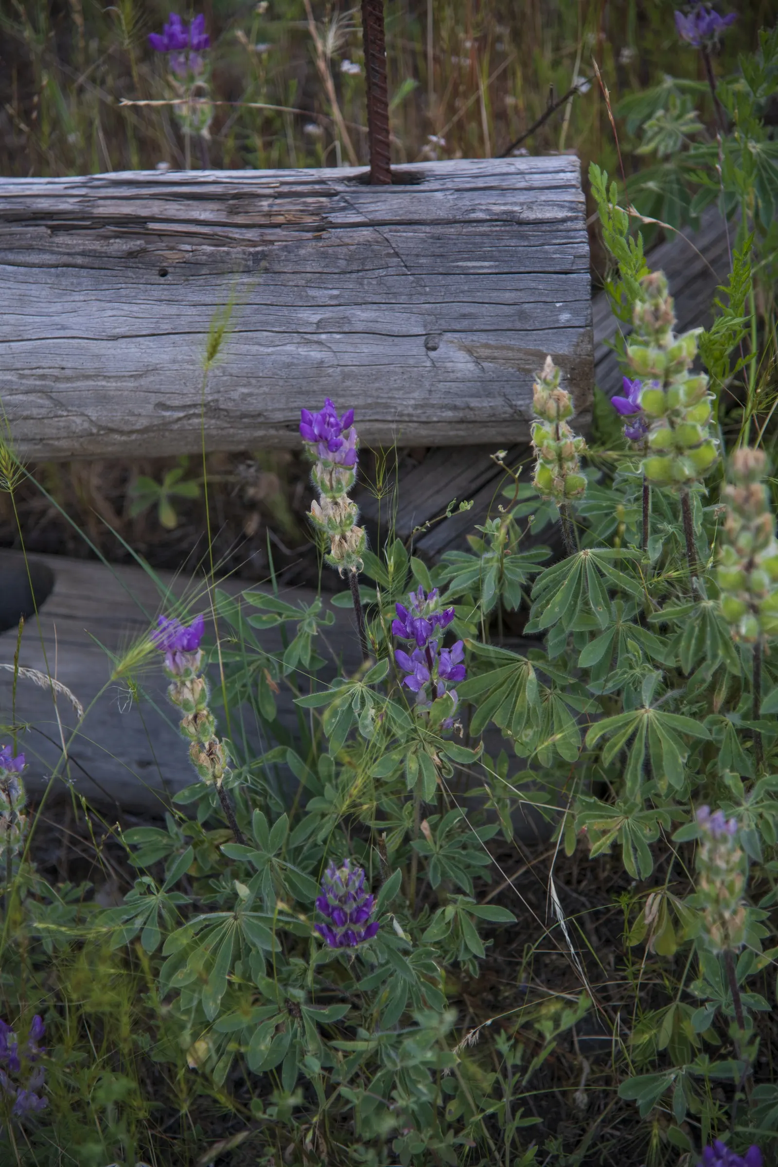 Deerbrush (Ceanothus Integerrimus) — It requires minimal maintenance once established