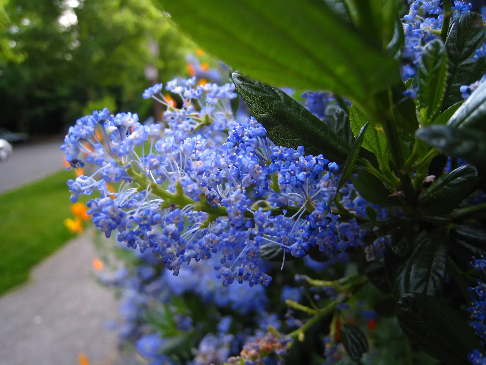 Deerbrush (Ceanothus Integerrimus) — white flowers in the garden; deerbrush is low-maintenance, requiring minimal watering and pruning, image 70