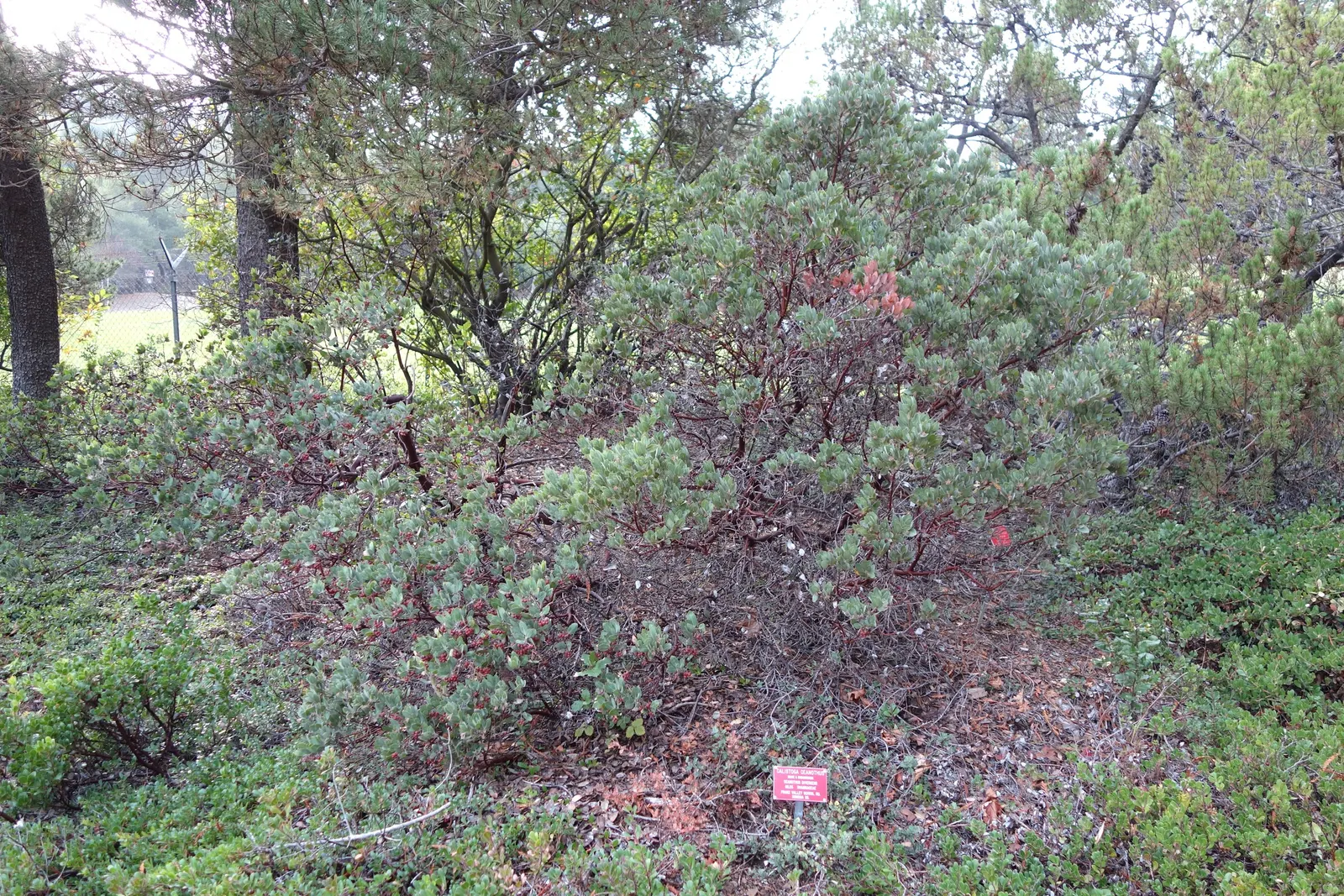 Deerbrush (Ceanothus Integerrimus) — Be mindful that in residential settings; standing at a mature height of 3 to 10 feet with a similar spread