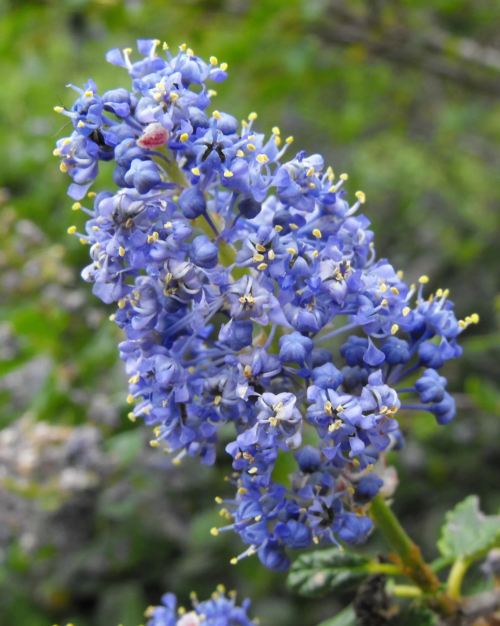 Deerbrush (Ceanothus Integerrimus) — making it an excellent low-maintenance option for areas with prevalent wildlife