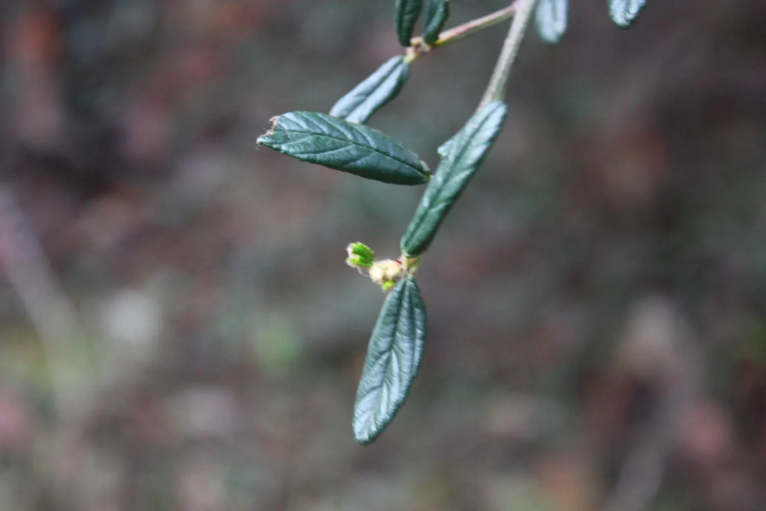 Deerbrush (Ceanothus Integerrimus) — This species is well-suited to well-drained soils and is also deer resistant; this shrub should be, image 65