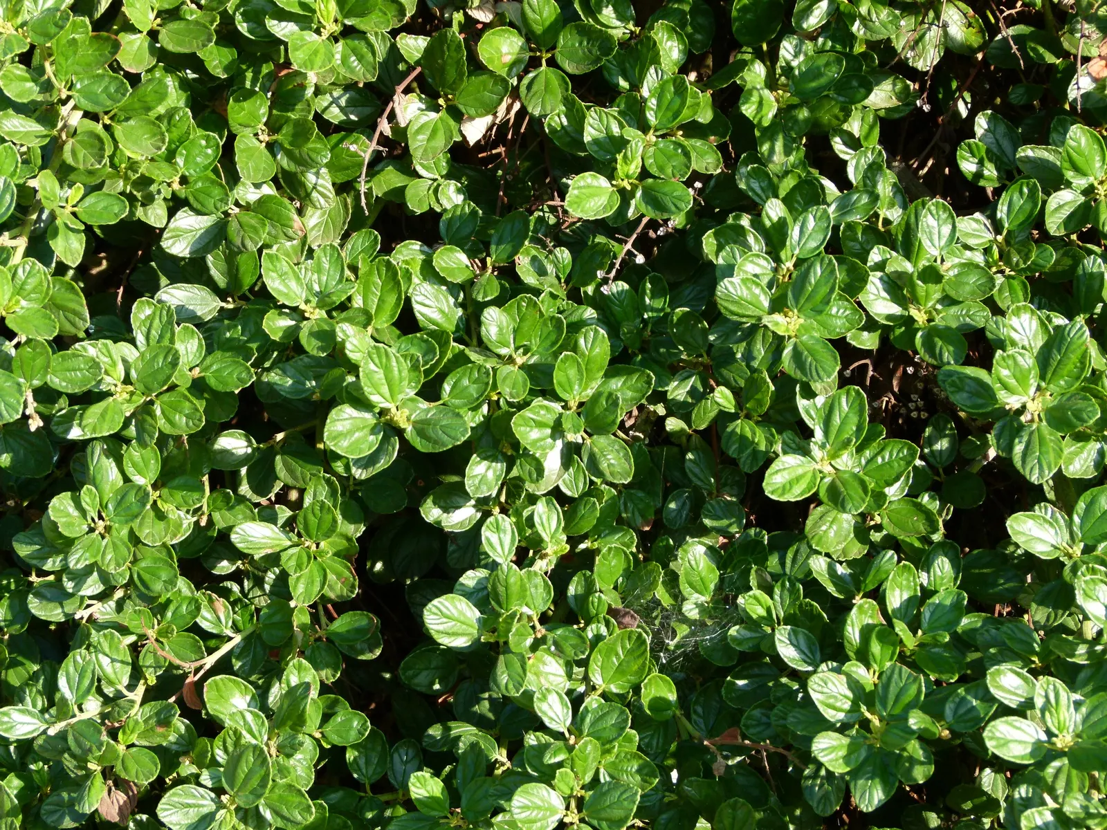 Deerbrush (Ceanothus Integerrimus) — deep green leaves and clusters of fragrant; making it an excellent low-maintenance option for areas with prevalent wildlife