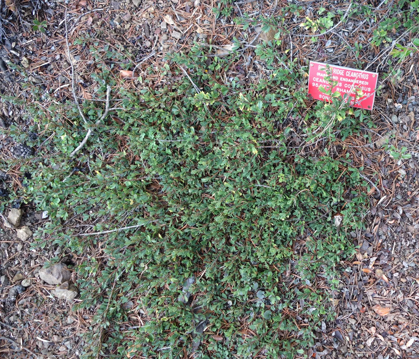 Deerbrush (Ceanothus Integerrimus) — which turn a yellow to bronzy-orange hue in the autumn; shrub with white blooms