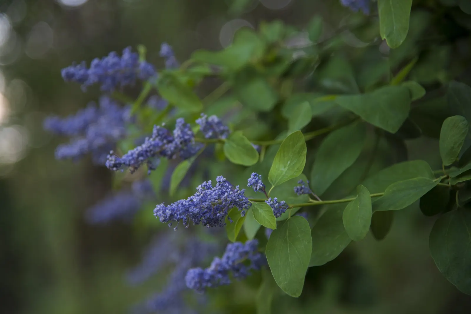 Deerbrush (Ceanothus Integerrimus) — shrub with white blooms