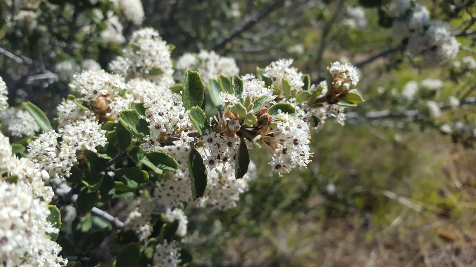 Deerbrush (Ceanothus Integerrimus) — with drought tolerance being a key feature post-establishment
