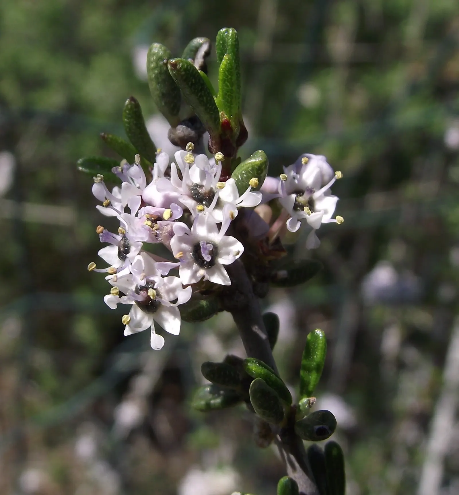 Deerbrush (Ceanothus Integerrimus) — Preferring full sun to partial shade, it's drought-tolerant once established; scientifically named Ceanothus, image 53