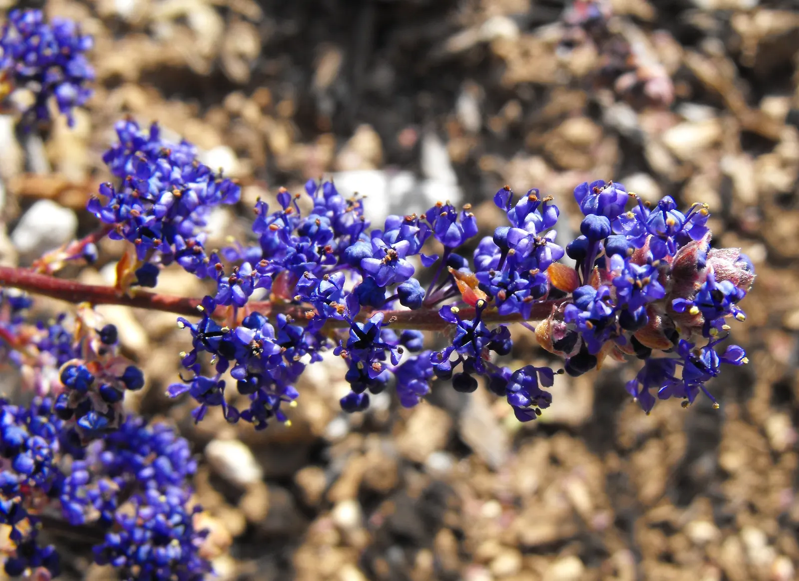 Deerbrush (Ceanothus Integerrimus) — white to pale blue flowers in spring; ceanothus integerrimus, commonly called Deerbrush, thrives in USDA zones, image 76