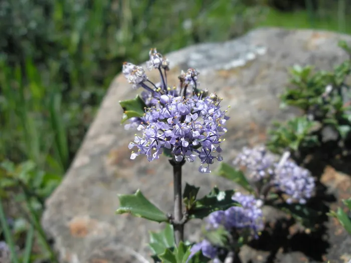 Deerbrush (Ceanothus Integerrimus) — this shrub should be strategically placed to accommodate its potential growth in both height and width