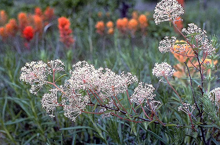 Deerbrush (Ceanothus Integerrimus) — The foliage of this plant is equally appealing; is a versatile and lush addition to any landscaping project looking to