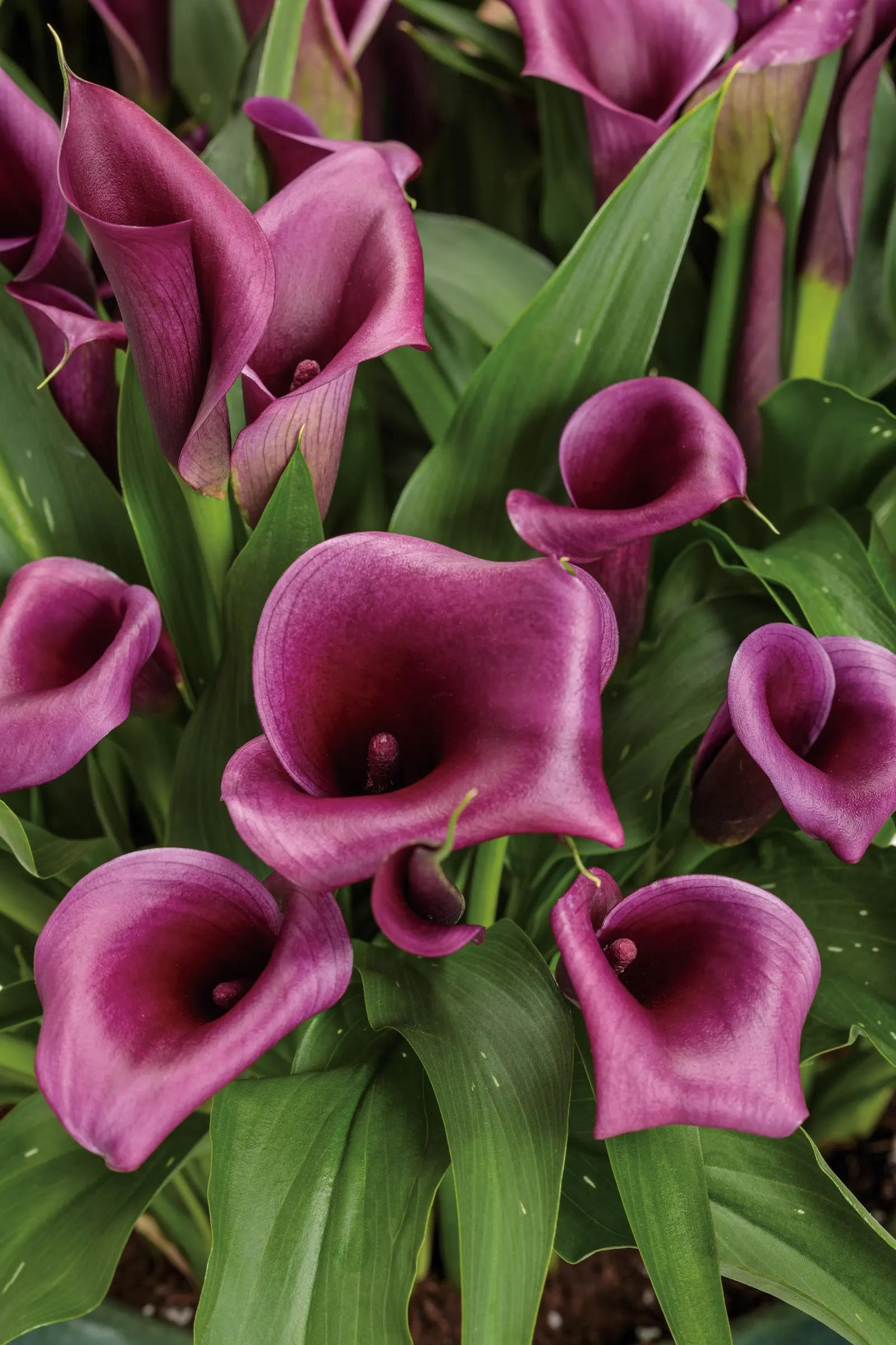 Destiny Calla Lily (Zantedeschia) — It grows 18-24 inches tall and 9-12 inches wide, making a polished thriller for containers or borders