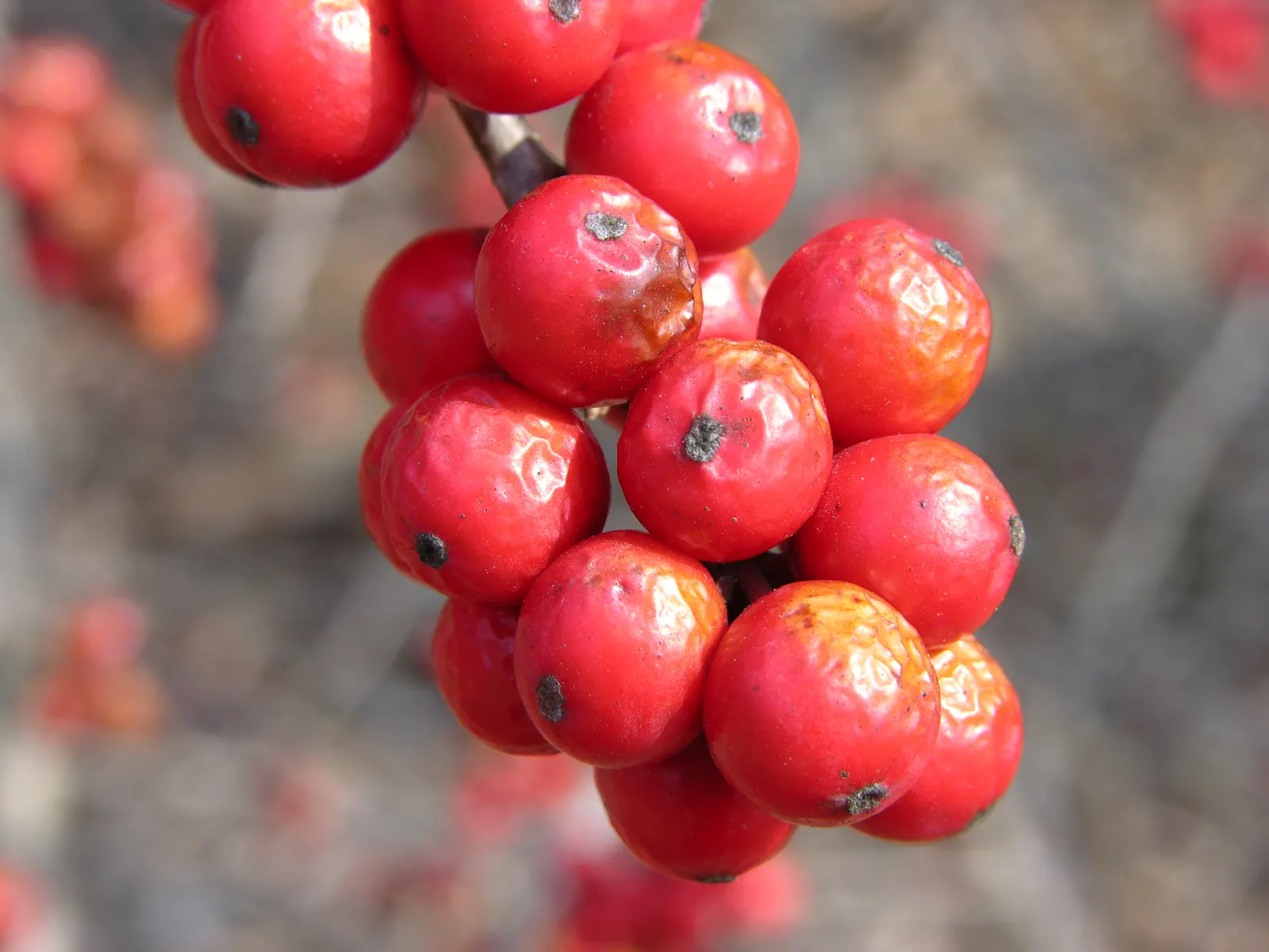 Winterberry (Ilex Verticillata) — Notable for its bright red berries that persist into winter, this plant provides food for birds; requiring both, image 107