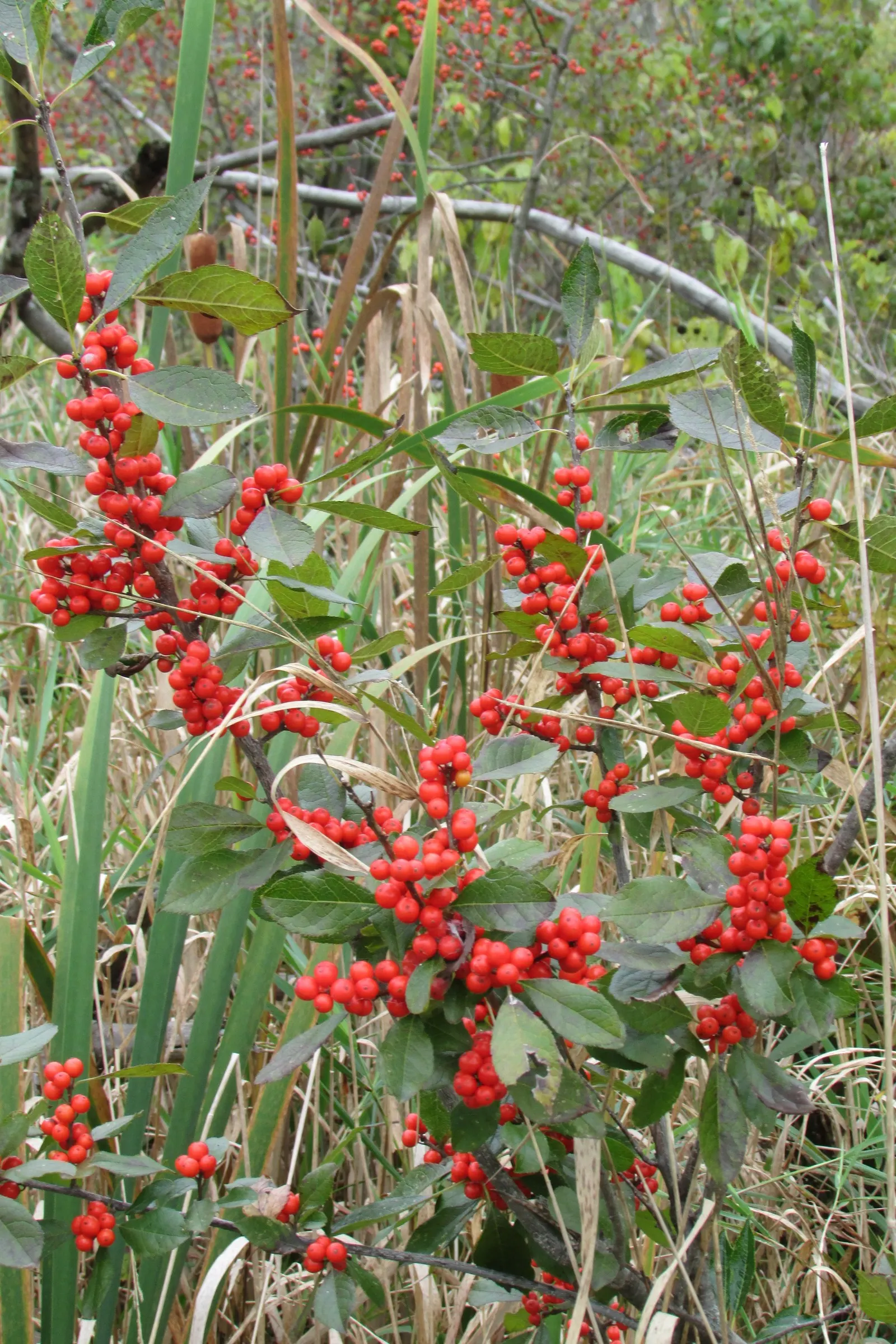 Winterberry (Ilex Verticillata) — this holly species thrives in USDA hardiness zones 3 through 9; growing natively in the Eastern United States, image 87