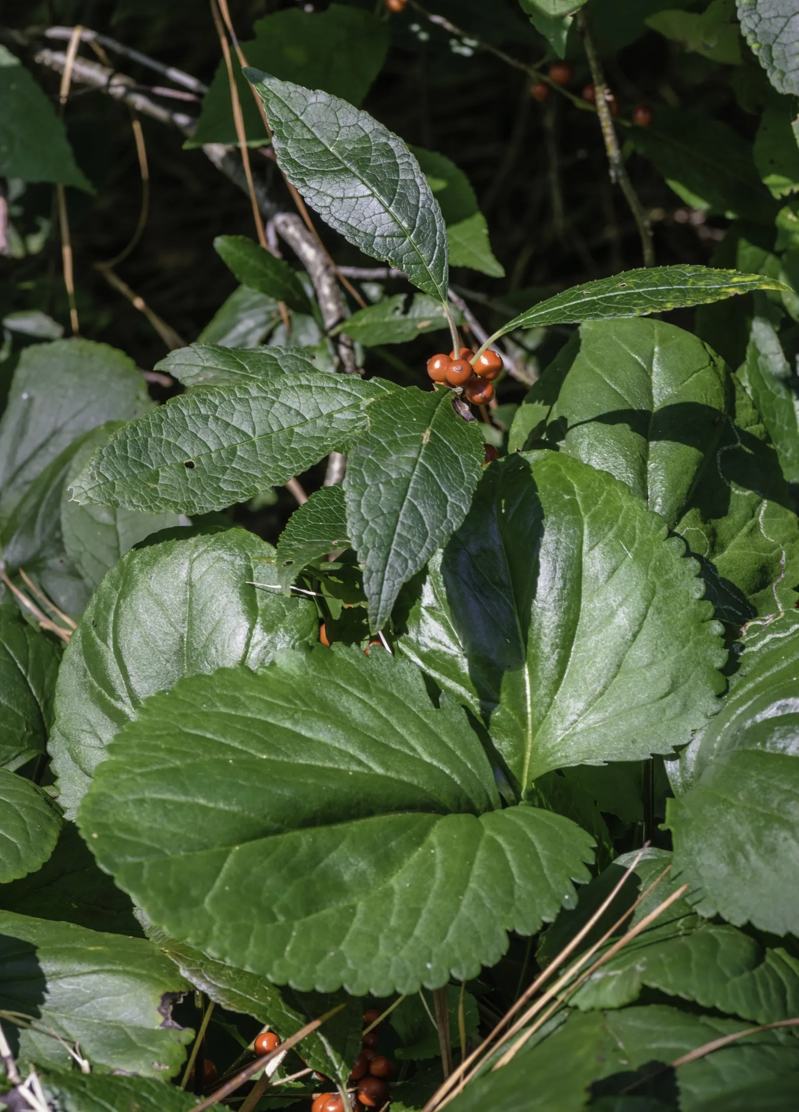 Winterberry (Ilex Verticillata) — this holly species thrives in USDA hardiness zones 3 through 9; growing natively in the Eastern United States, image 61