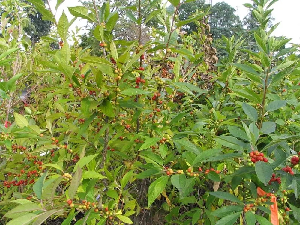 Winterberry (Ilex Verticillata) — A striking choice for naturalistic plantings and winter interest; the Winterberry (Ilex verticillata) is an, image 109
