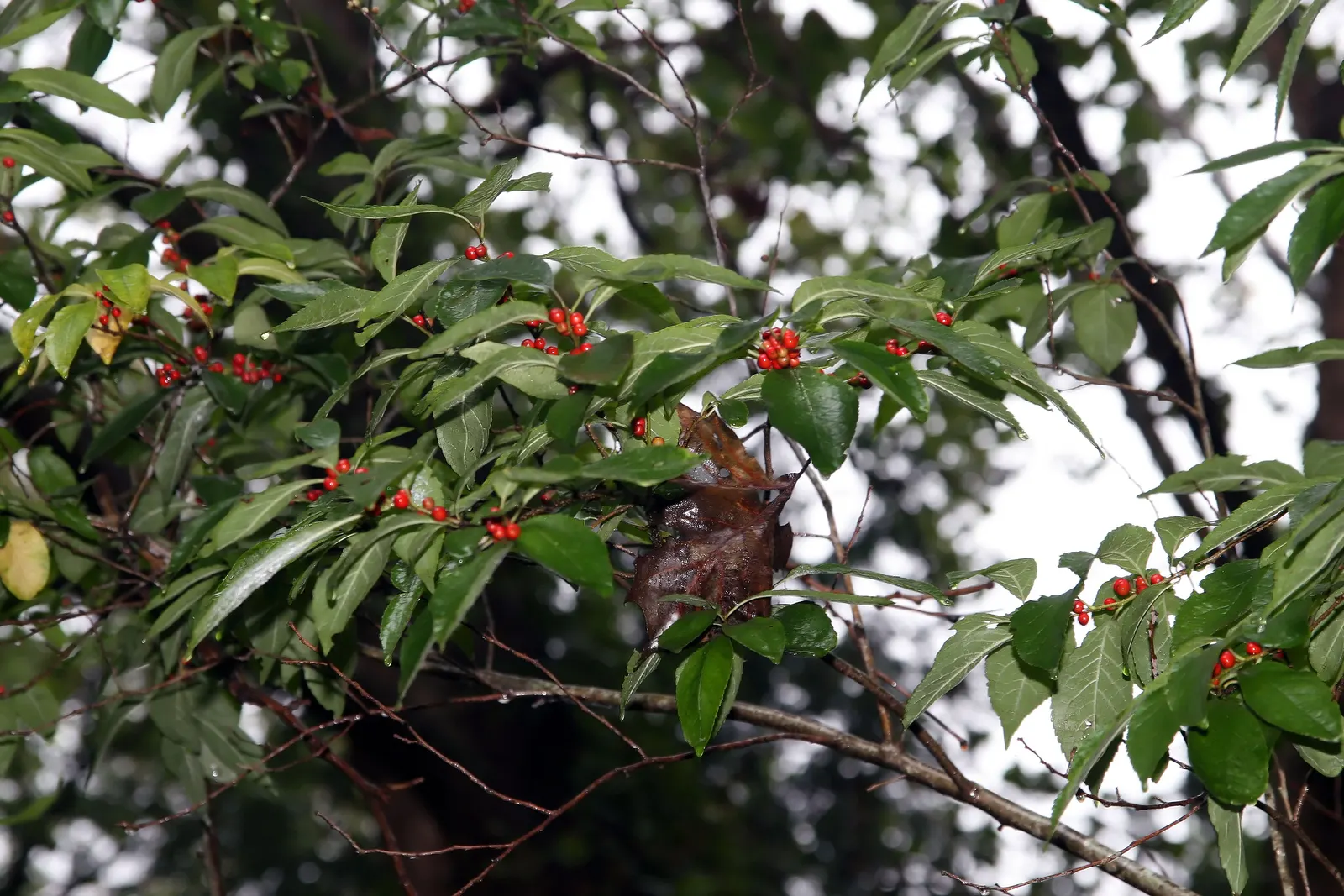 Winterberry (Ilex Verticillata) — Notable for its bright red berries that persist into winter, this plant provides food for birds; requiring both, image 55