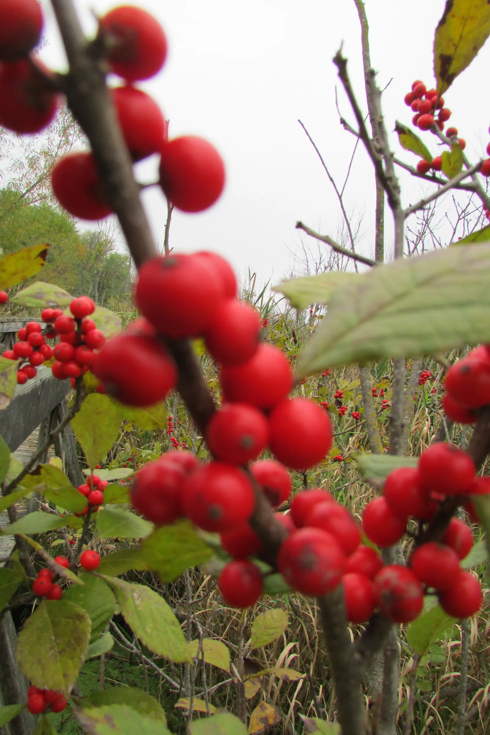 Winterberry (Ilex Verticillata) — although some cultivars can extend up to 15 feet tall; notable for its bright red berries that persist into, image 90