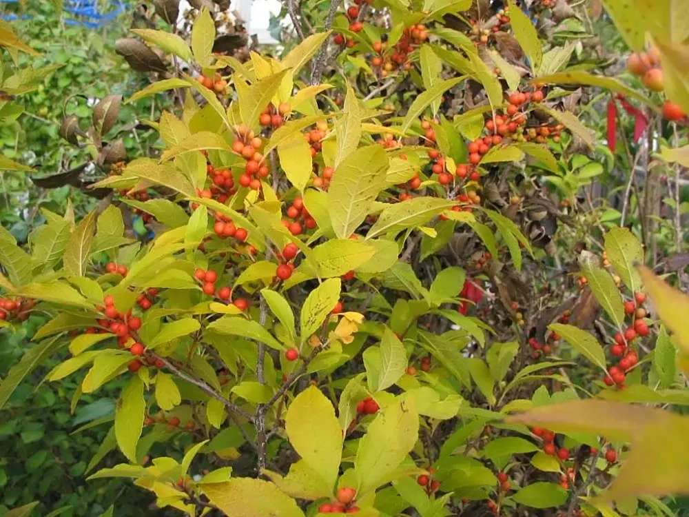 Winterberry (Ilex Verticillata) — It's an excellent choice for wet areas in the landscape; green and white flowers in the garden, image 67