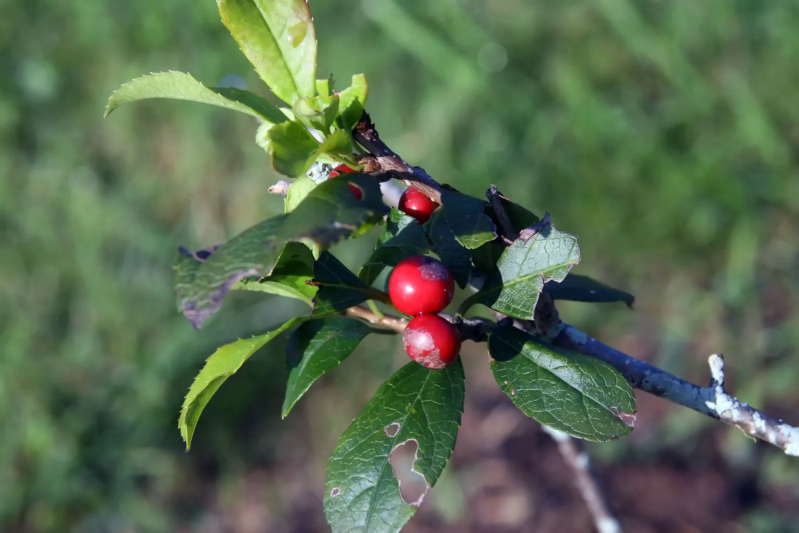 Winterberry (Ilex Verticillata) — such as near ponds or streams.<br><br>For optimal berry production; a striking choice for naturalistic plantings, image 94