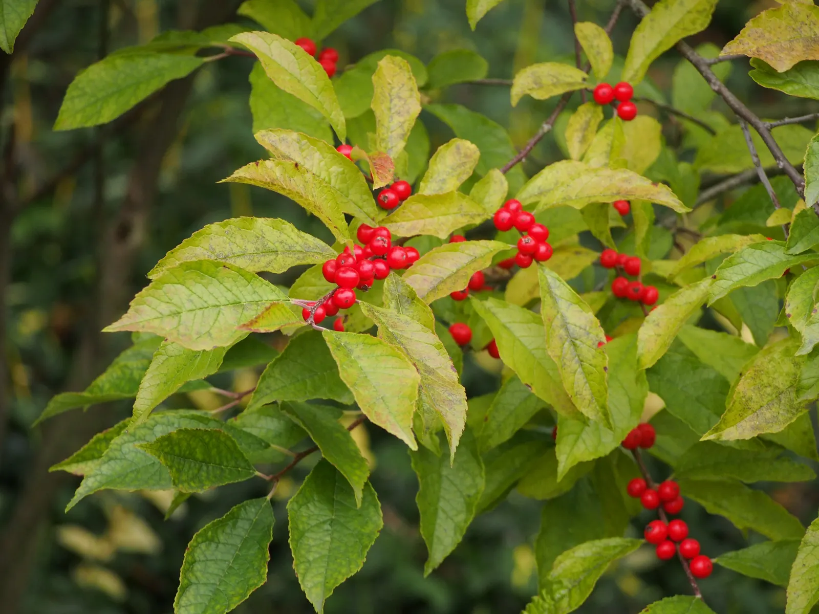 Winterberry (Ilex Verticillata) — It's an excellent choice for wet areas in the landscape; green and white flowers in the garden