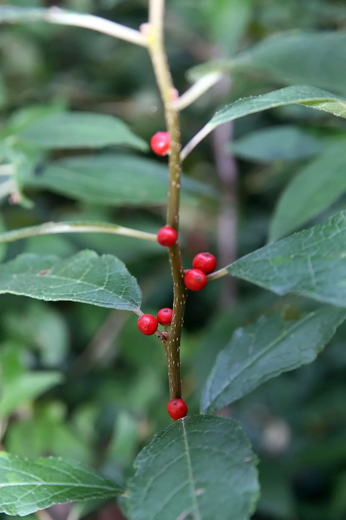 Winterberry (Ilex Verticillata) — The Winterberry prefers full sun to partial shade and is remarkably adaptable to various soil types; showcasing its