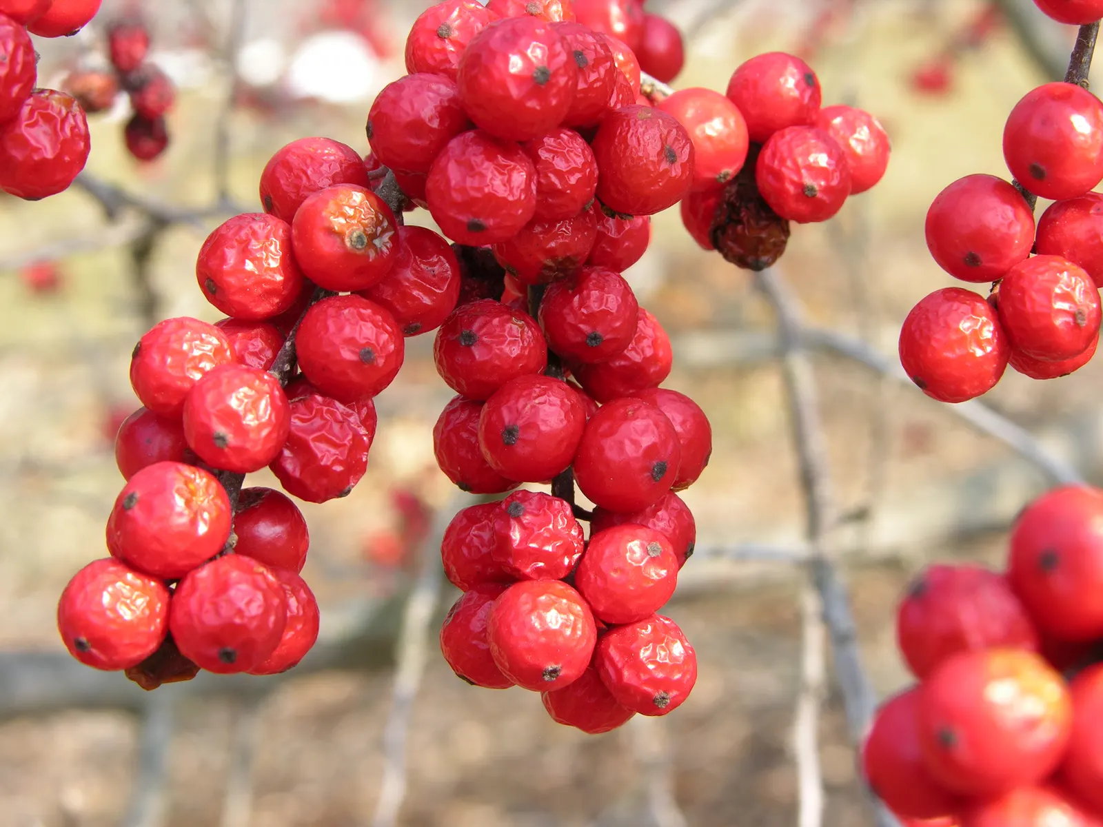 Winterberry (Ilex Verticillata) — Winterberry (Ilex verticillata) is a deciduous holly with a high visual impact in the landscape; dioecious in, image 53