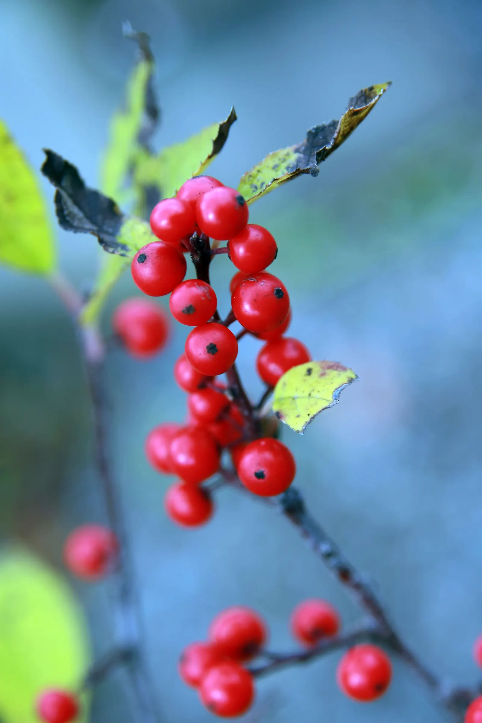 Winterberry (Ilex Verticillata) — shrub for full or half; or in mass plantings for a dramatic effect