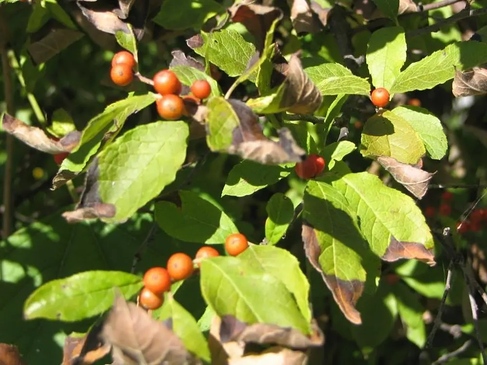 Winterberry (Ilex Verticillata) — such as near ponds or streams.<br><br>For optimal berry production
