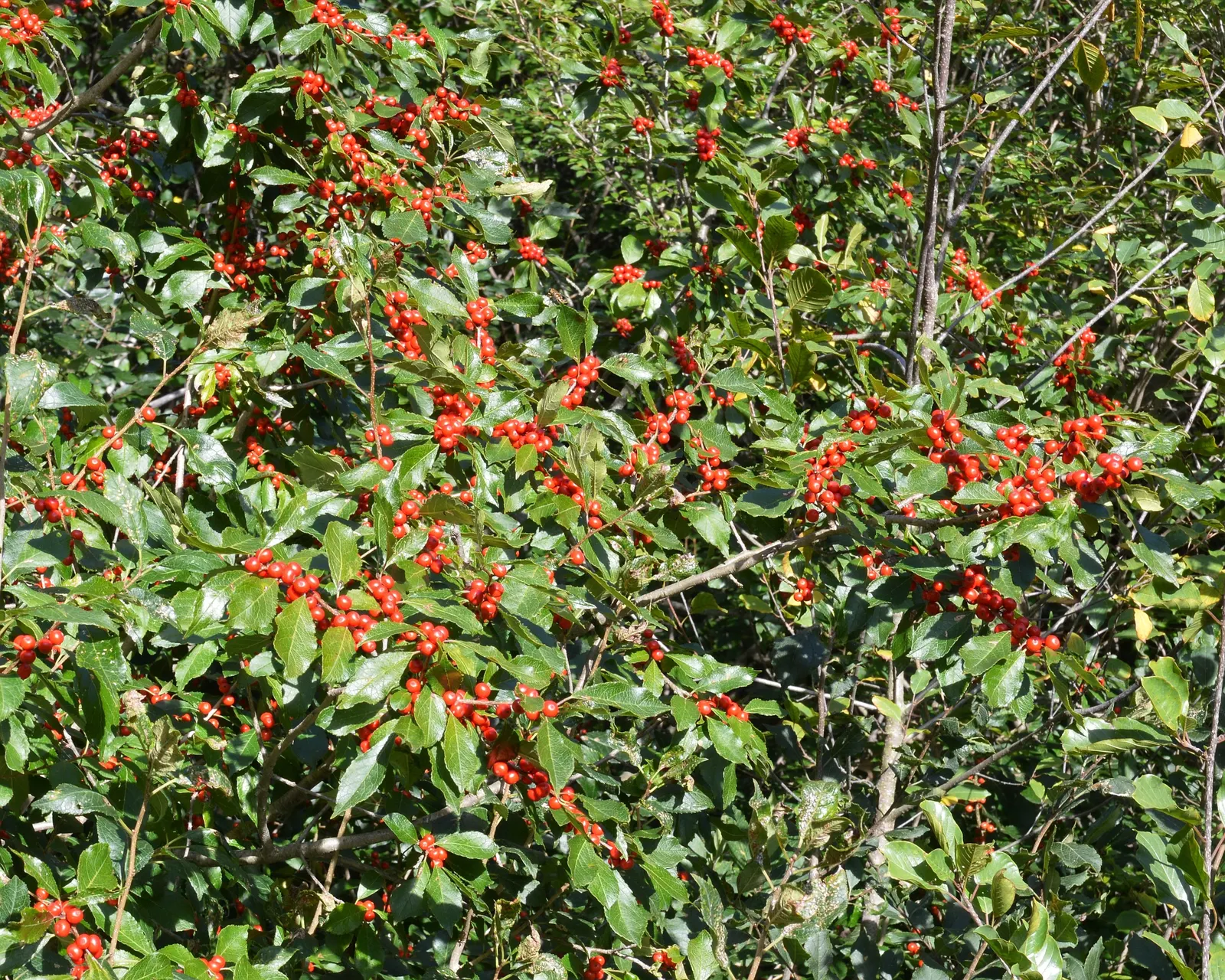Winterberry (Ilex Verticillata) — The Winterberry (Ilex verticillata) is an exceptional deciduous shrub; the Winterberry prefers full sun to, image 58