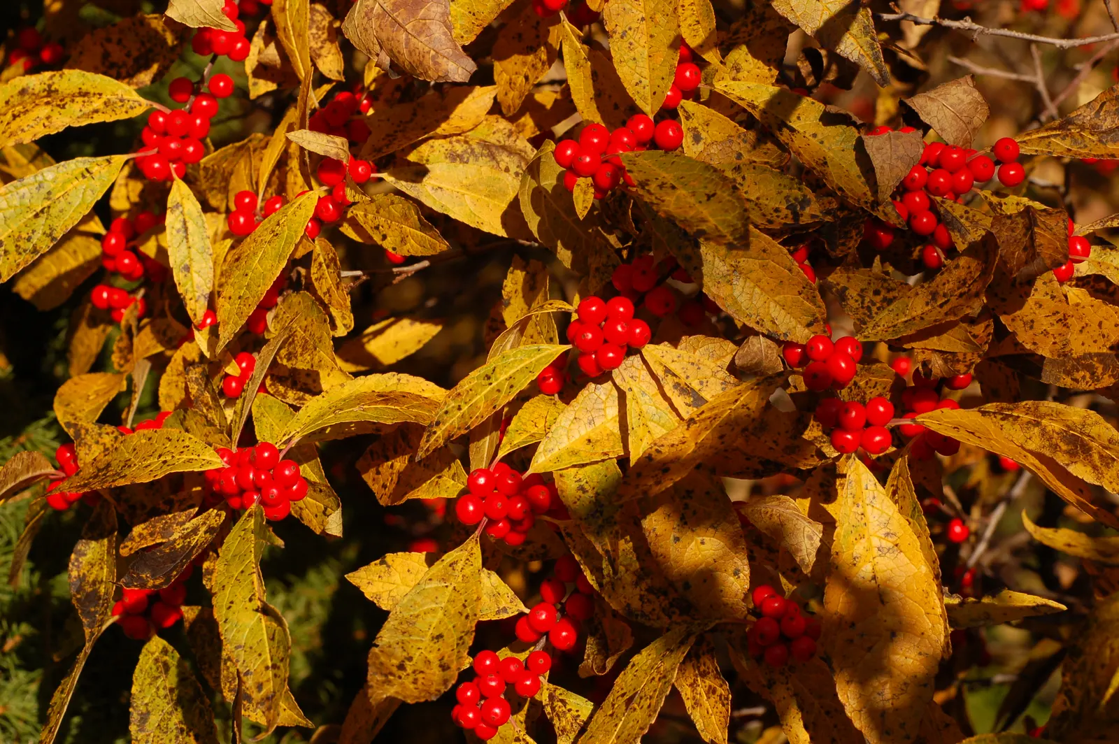 Winterberry (Ilex Verticillata) — such as near ponds or streams.<br><br>For optimal berry production; a striking choice for naturalistic plantings and winter