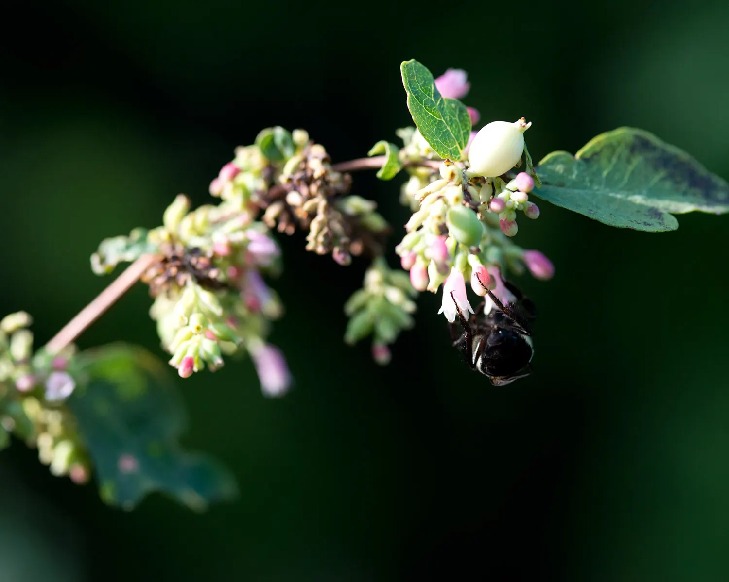 Winterberry (Ilex Verticillata) — A striking choice for naturalistic plantings and winter interest; the Winterberry (Ilex verticillata) is an, image 57