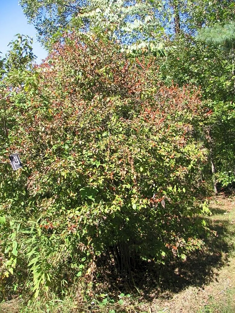 Winterberry (Ilex Verticillata) — A striking choice for naturalistic plantings and winter interest