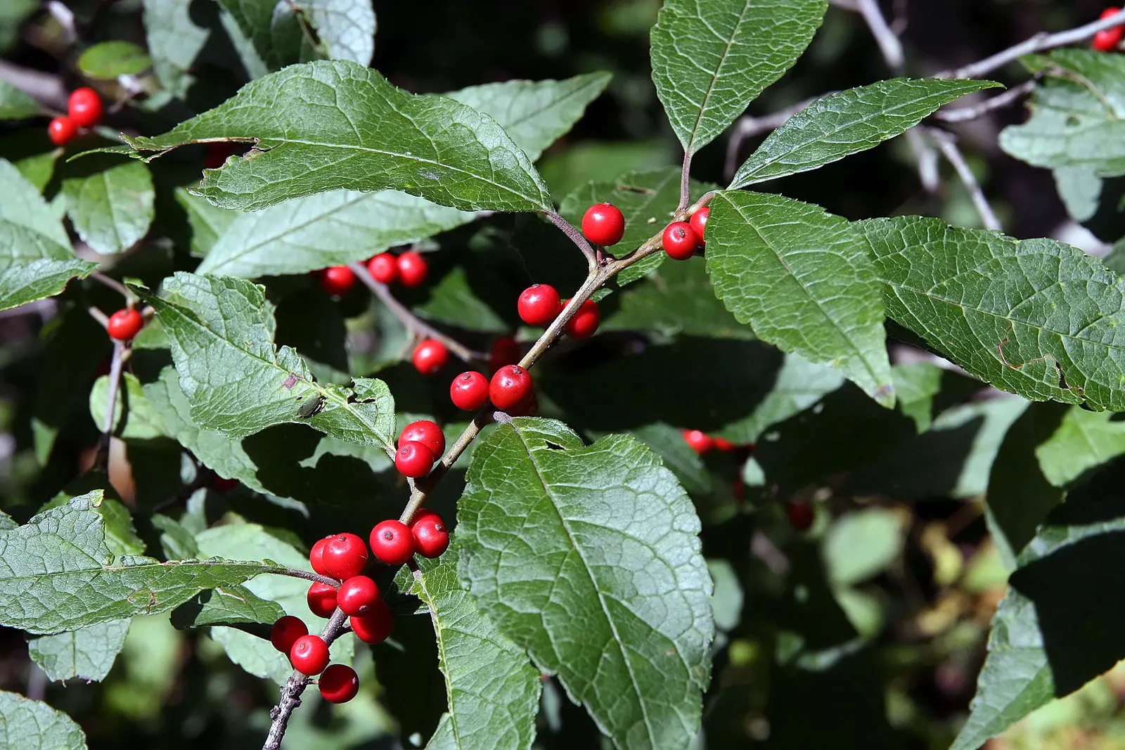 Winterberry (Ilex Verticillata) — A striking choice for naturalistic plantings and winter interest; the Winterberry (Ilex verticillata) is an, image 83
