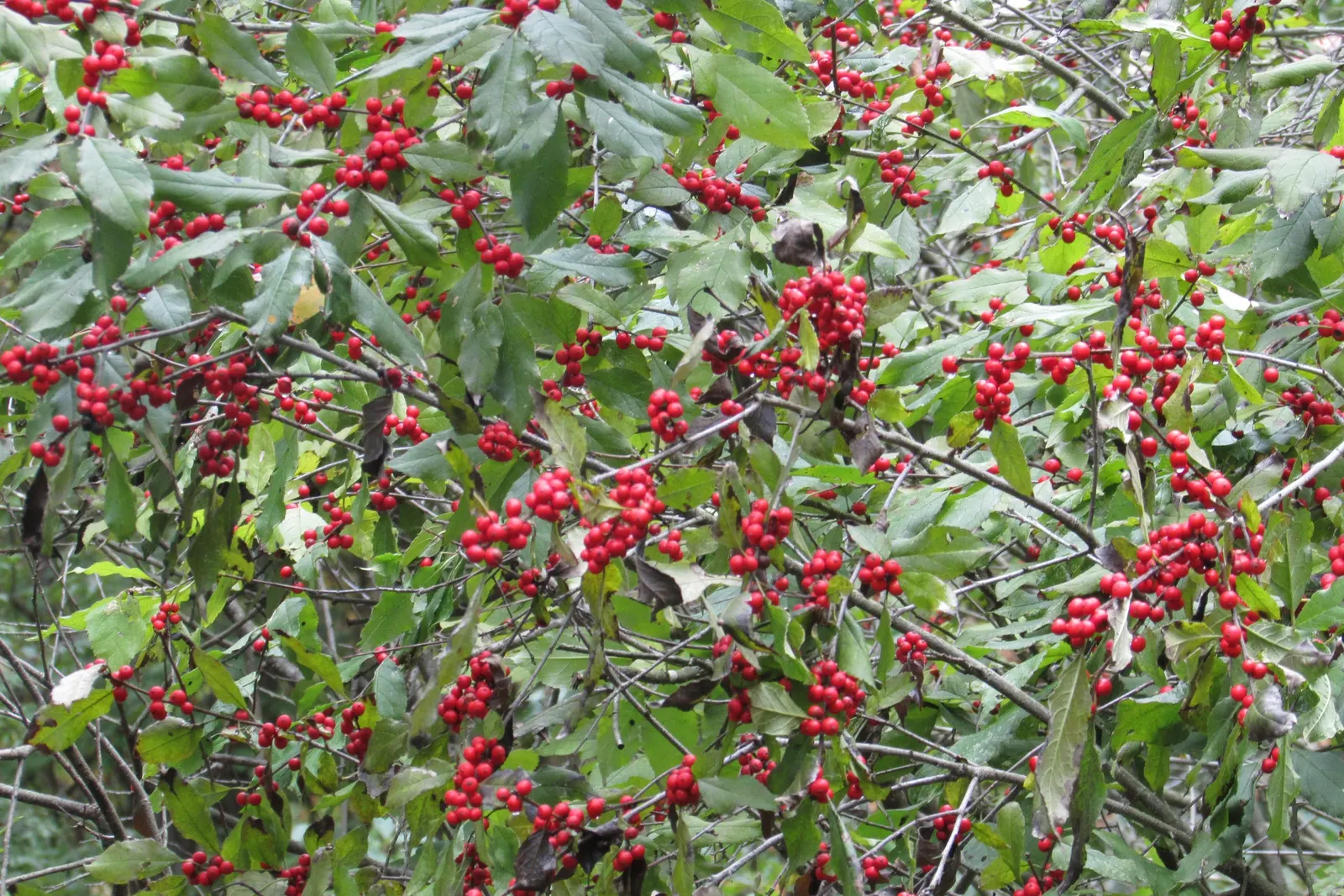 Winterberry (Ilex Verticillata) — Winterberry can be used for naturalistic plantings; dark green leaves create a lush backdrop before yielding to a, image 74
