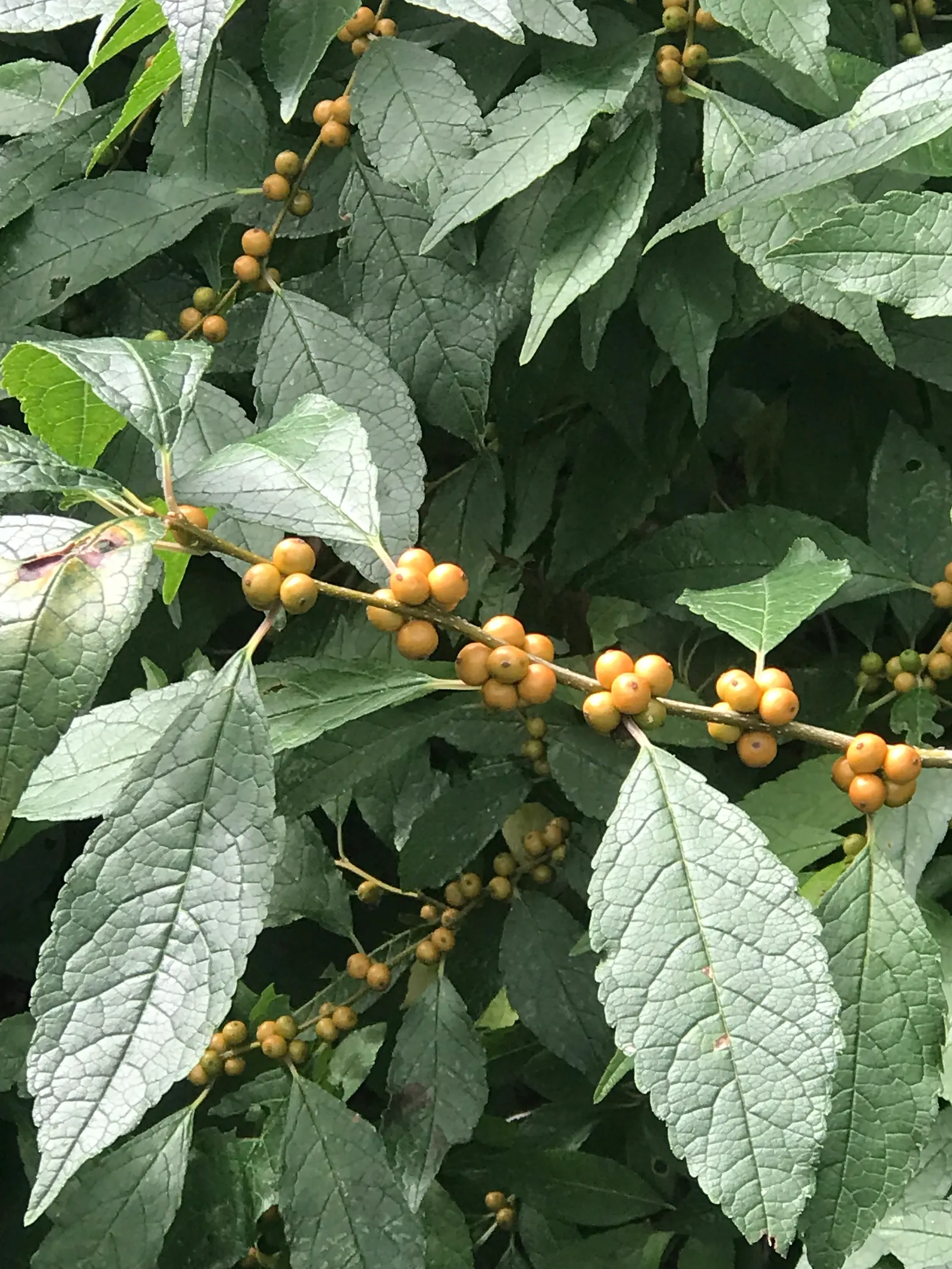 Winterberry (Ilex Verticillata) — dark green leaves create a lush backdrop before yielding to a yellowish autumn hue.<br><br>In landscape design