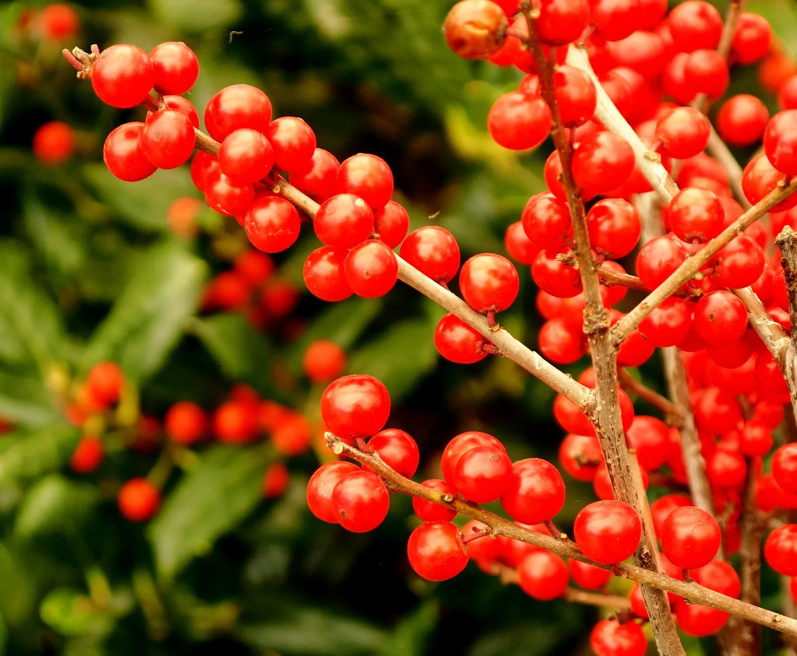 Winterberry (Ilex Verticillata) — It grows 3-12 feet tall and wide, preferring full sun to partial shade and moist, acidic soils; with a spread of the same