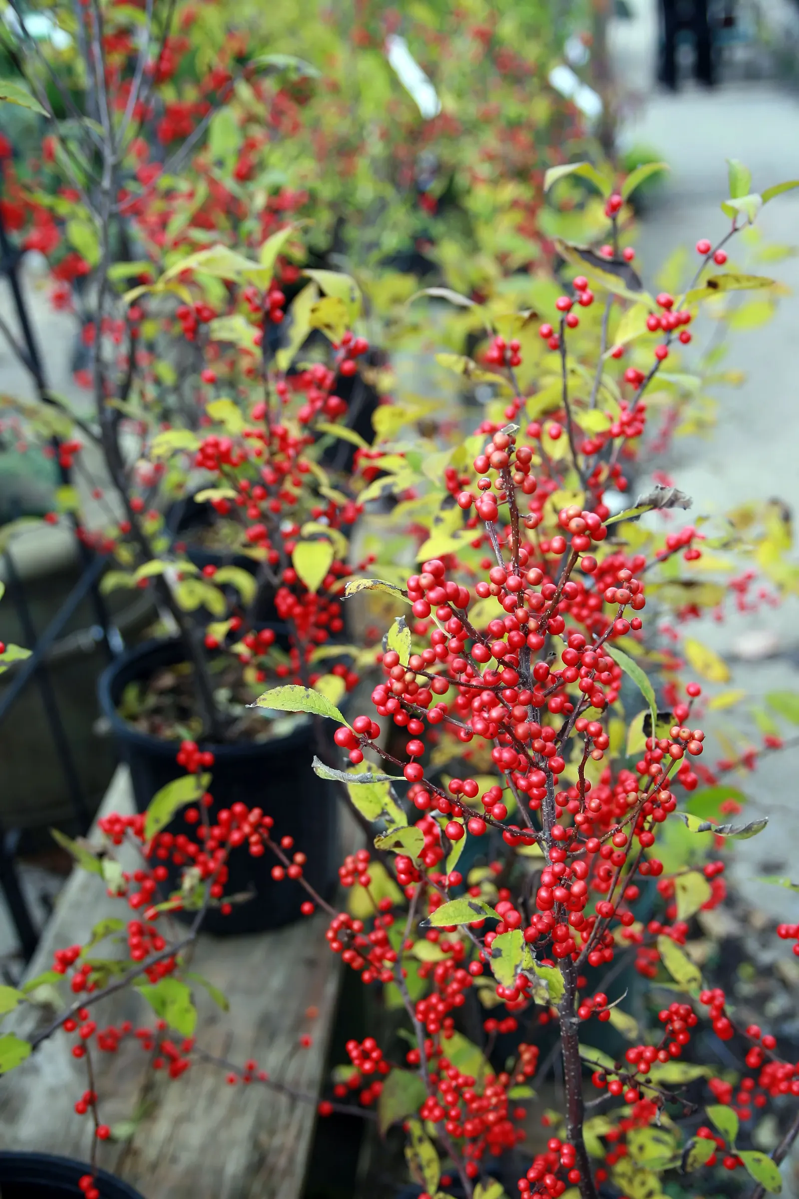 Winterberry (Ilex Verticillata) — requiring both male and female plants for pollination; making Winterberry a striking focal point in the winter, image 96