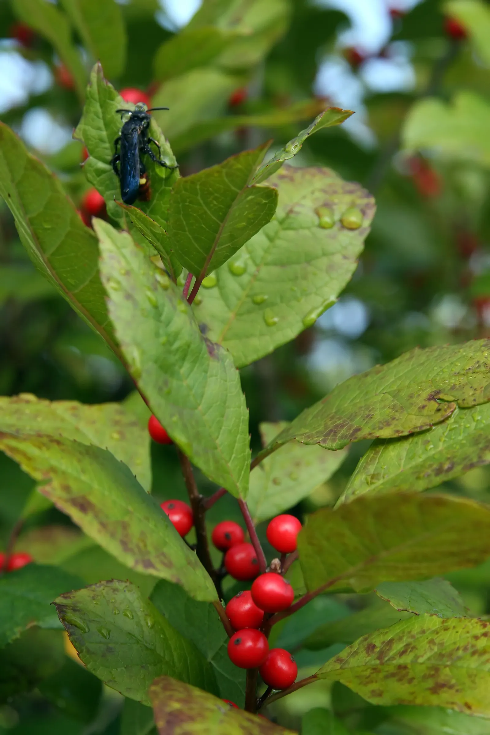 Winterberry (Ilex Verticillata) — or in mass plantings for a dramatic effect