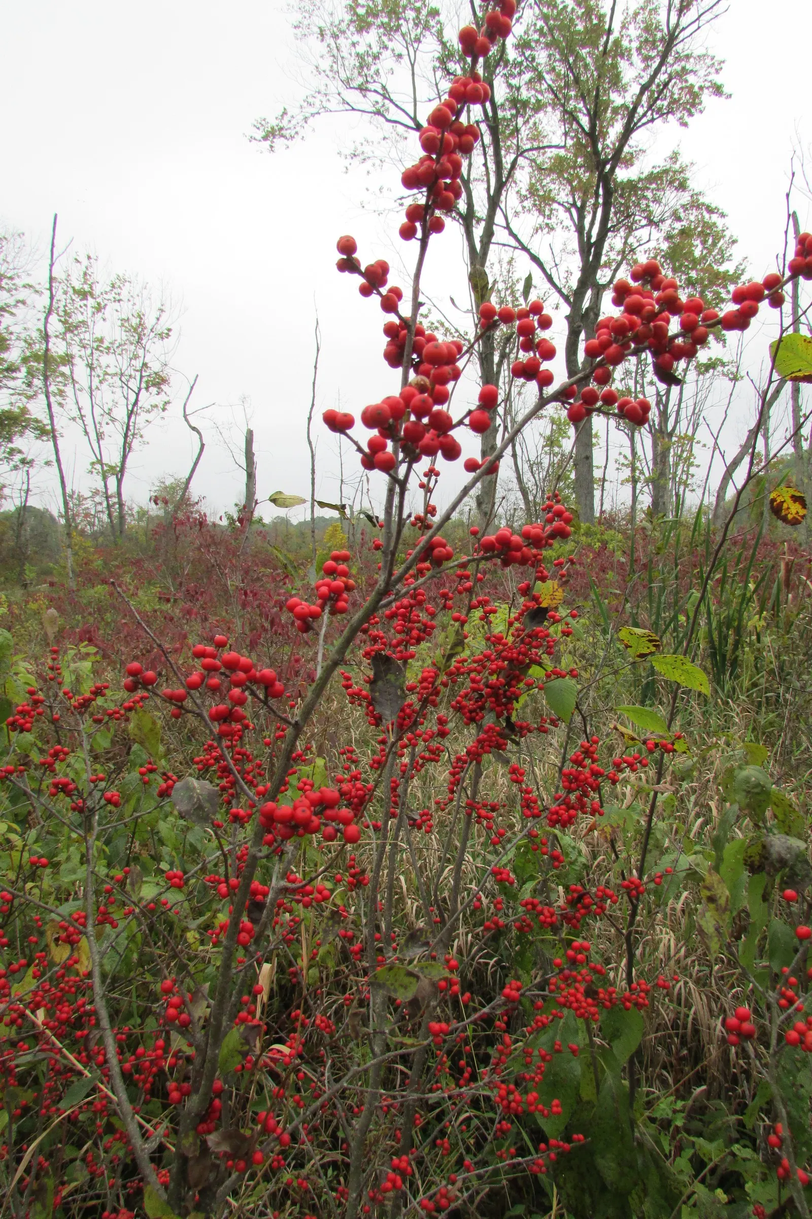 Winterberry (Ilex Verticillata) — It grows 3-12 feet tall and wide, preferring full sun to partial shade and moist, acidic soils
