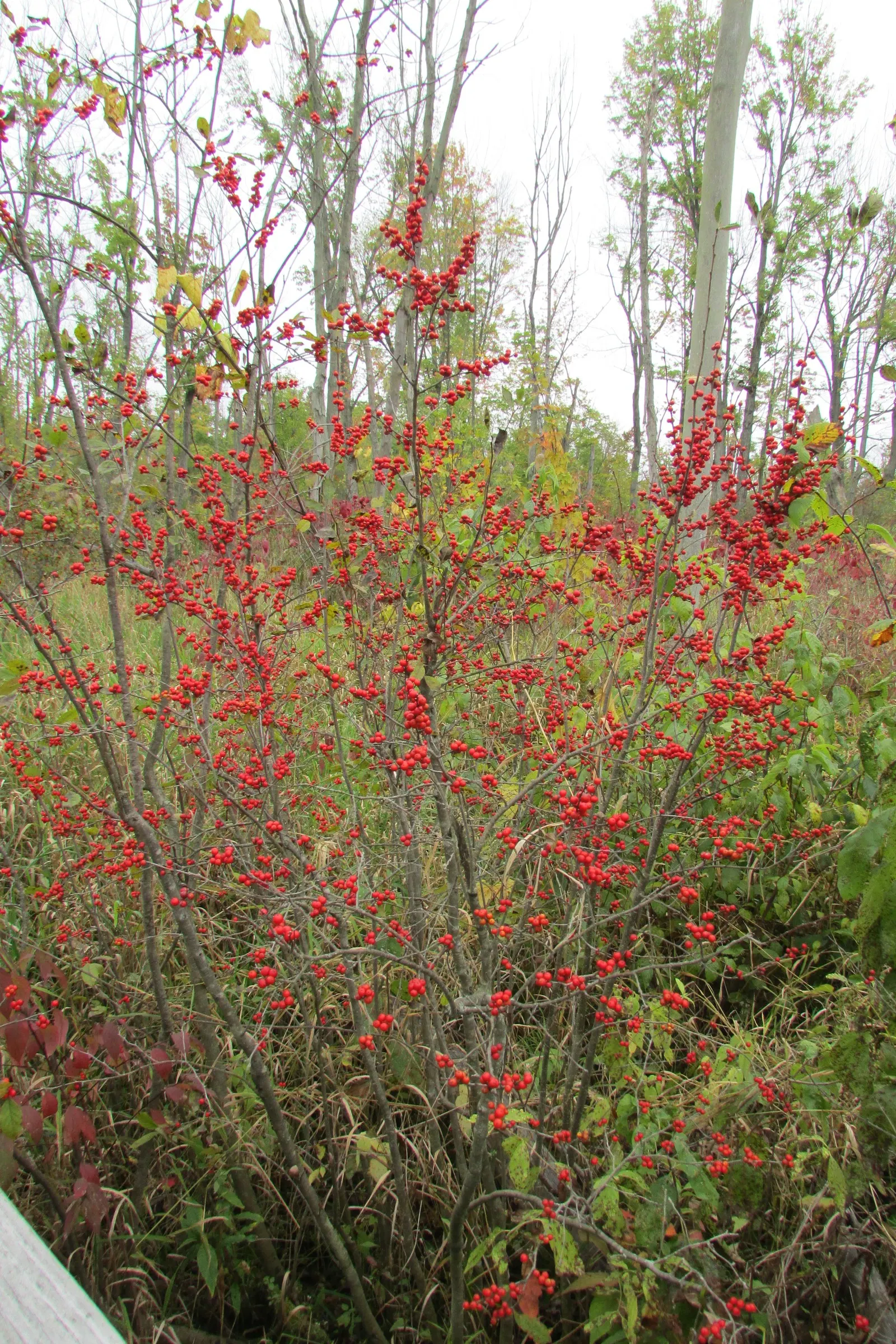 Winterberry (Ilex Verticillata) — showcasing its resilience to cold climates.<br><br>Mature specimens typically reach heights of 6 to 8 feet