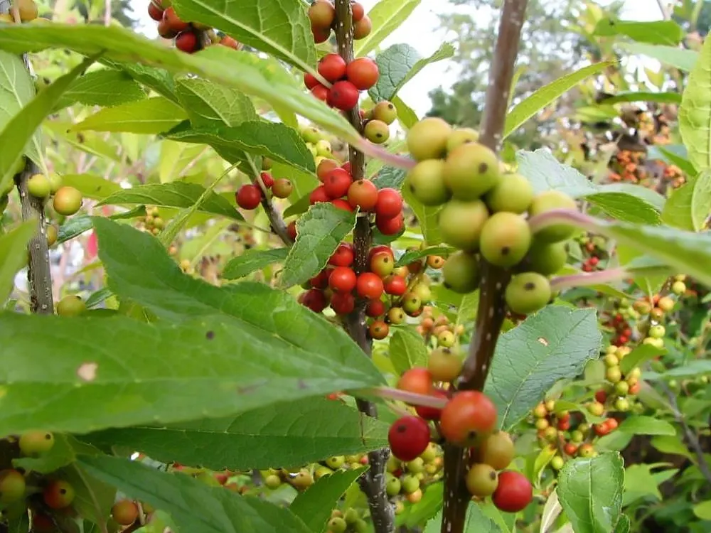 Winterberry (Ilex Verticillata) — Dioecious in nature, both male and female plants are required for fruit production