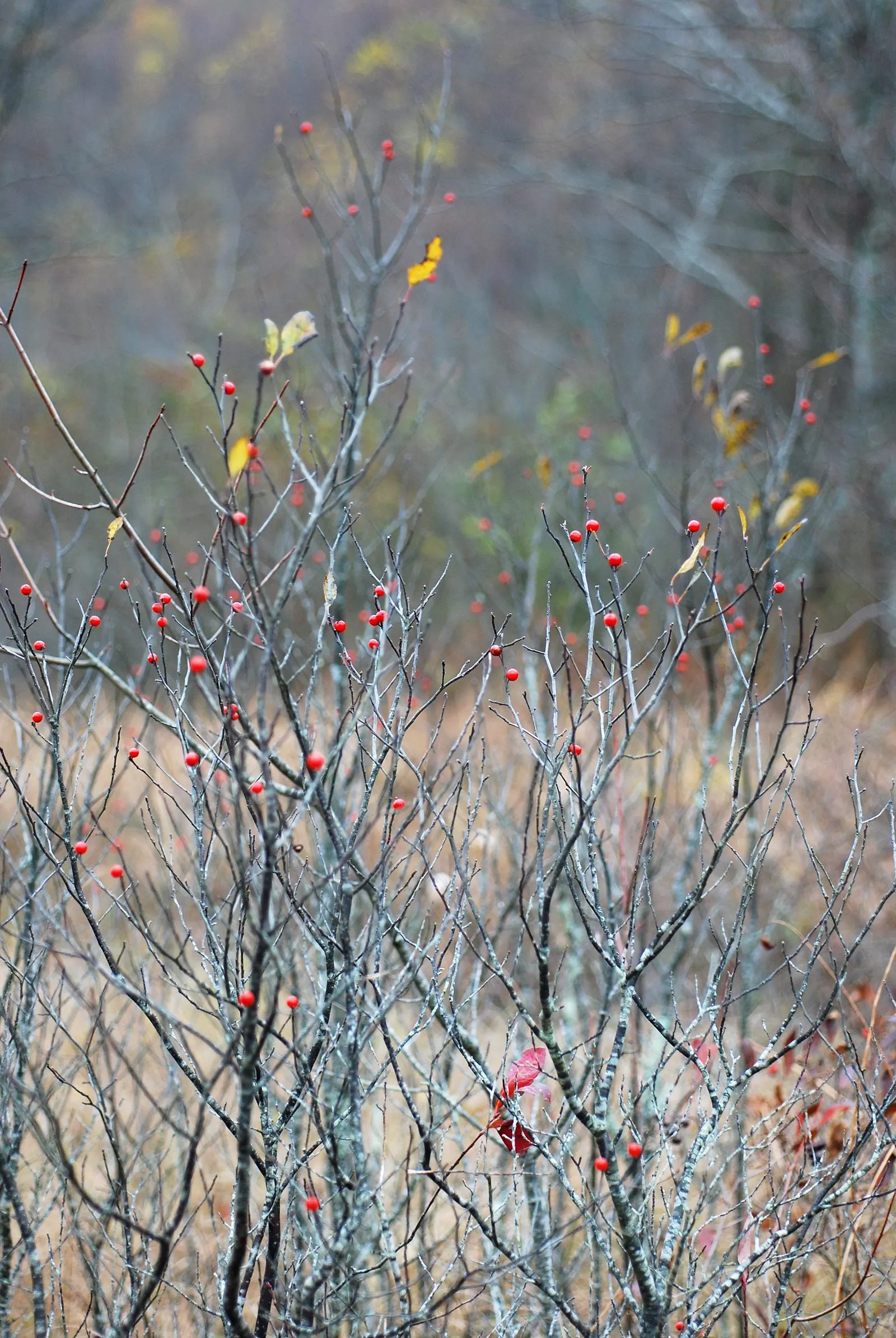 Winterberry (Ilex Verticillata) — The Winterberry prefers full sun to partial shade and is remarkably adaptable to various soil types; showcasing, image 65