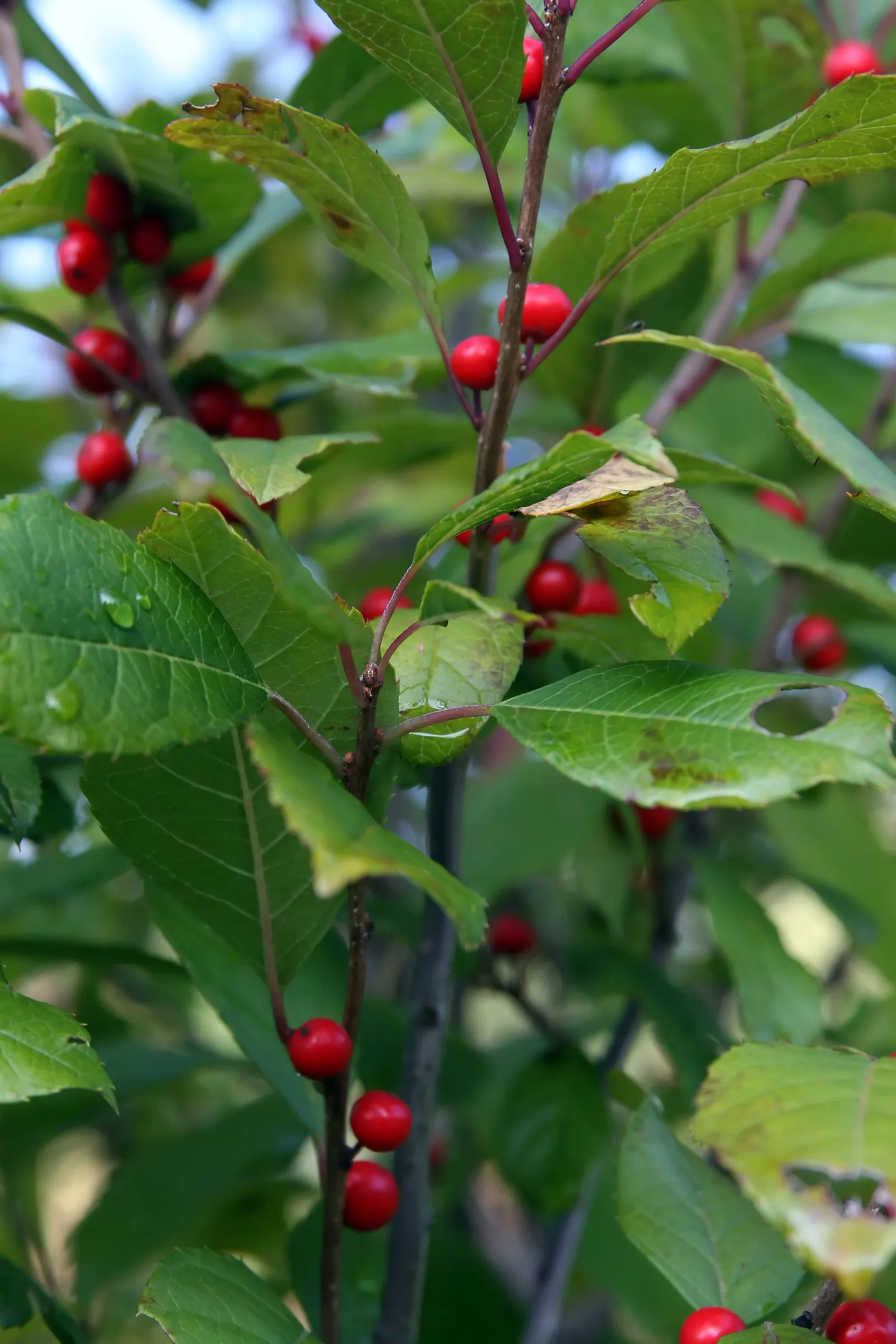 Winterberry (Ilex Verticillata) — making Winterberry a striking focal point in the winter garden; shrub for full or half, image 97