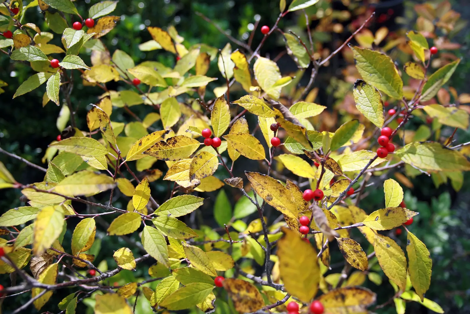 Winterberry (Ilex Verticillata) — Winterberry (Ilex verticillata) is a deciduous holly with a high visual impact in the landscape; dioecious in, image 105