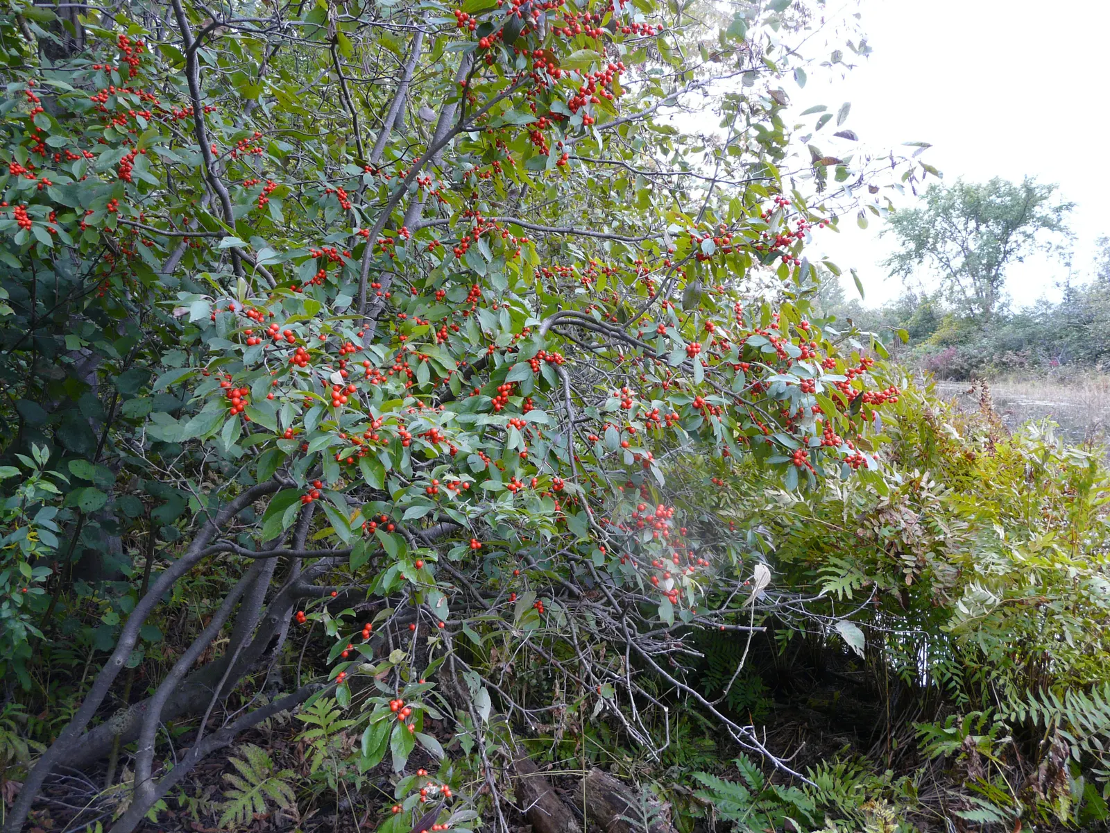 Winterberry (Ilex Verticillata) — noteworthy for its vibrant red berries that adorn the bare branches throughout the winter months; the berries not only add