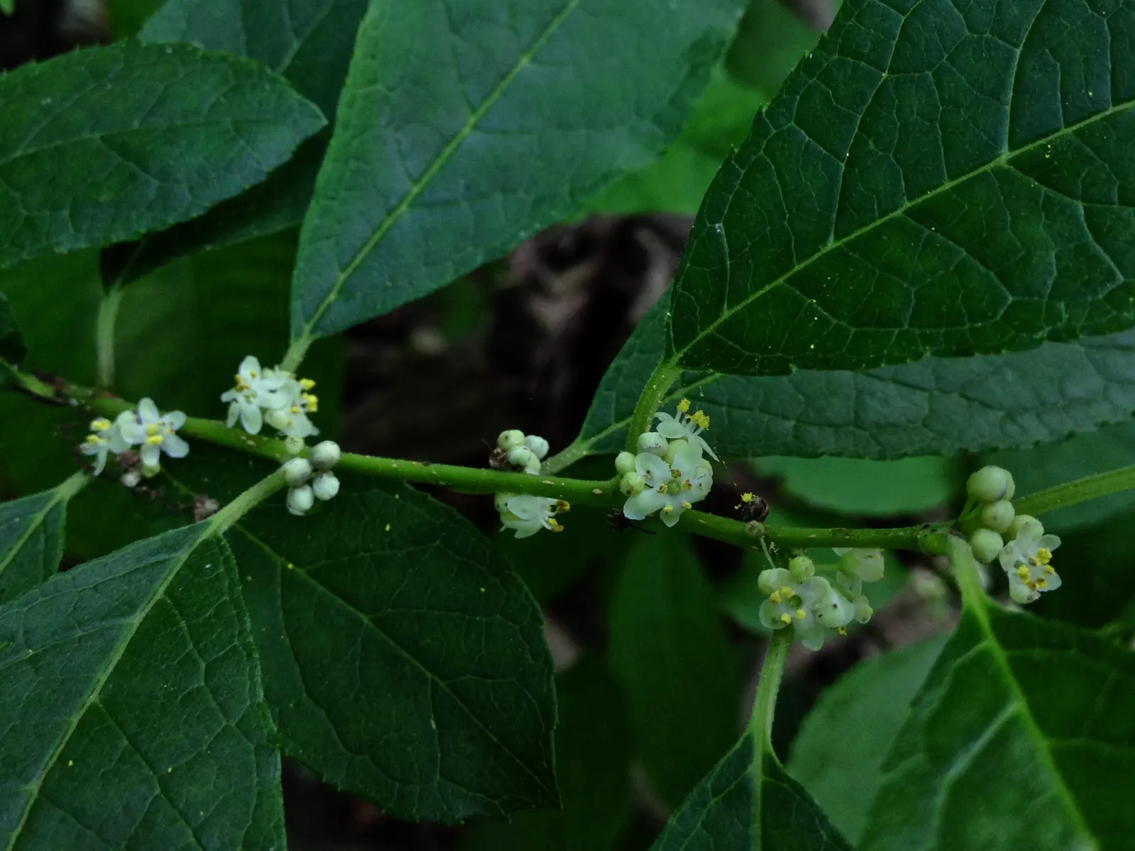Winterberry (Ilex Verticillata) — shrub for full or half; or in mass plantings for a dramatic effect, image 104